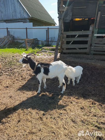 Козы дойные Чешская, нубийка, заанинская, русская