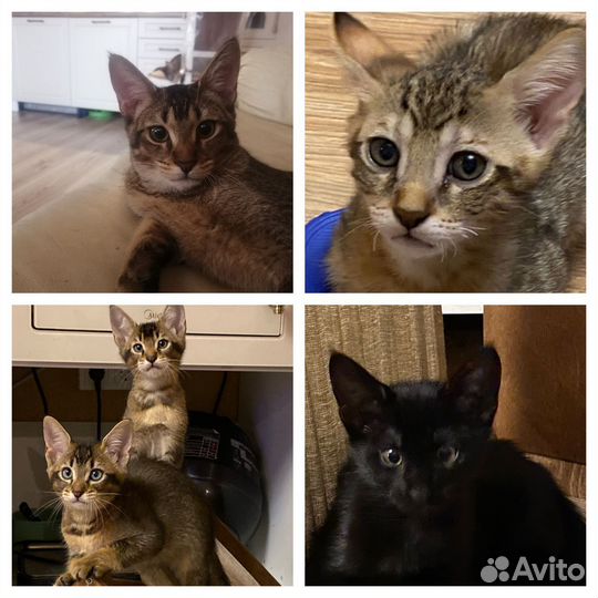 Котята Чаузи