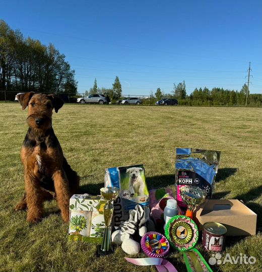 Эрдельтерьер щенки