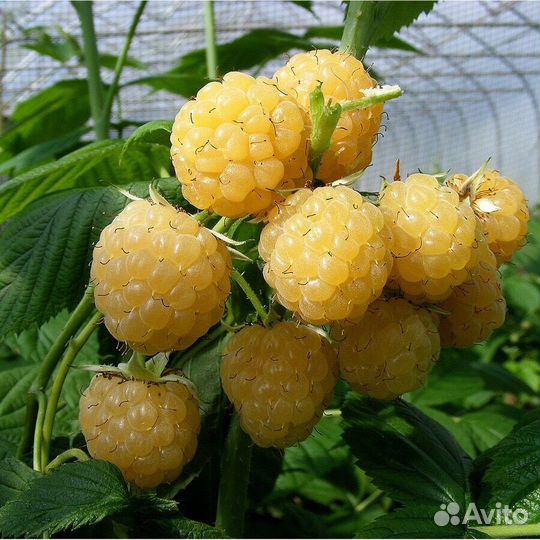 Малина ремонтантная