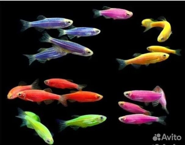 Тернеция, данио глофиш (Glofish), раки