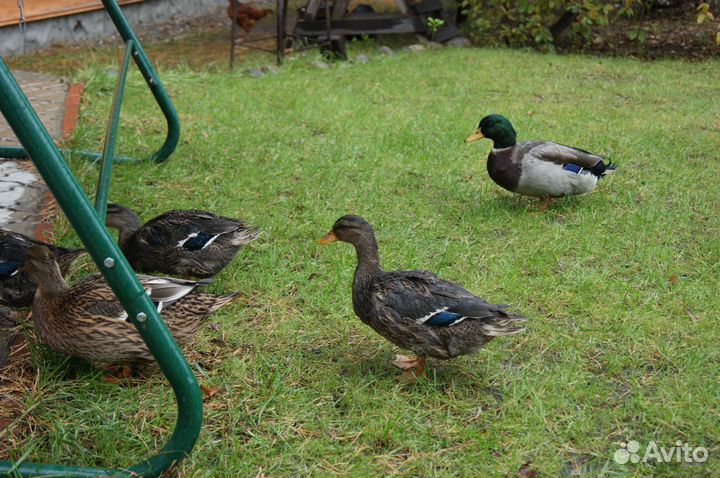 Подсадные утки