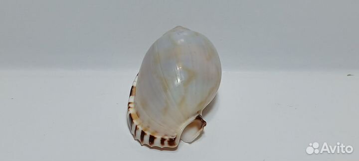 Касмария Вибекс 3,6 морская ракушка раковина