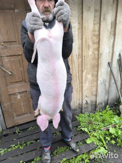 Продам поросят