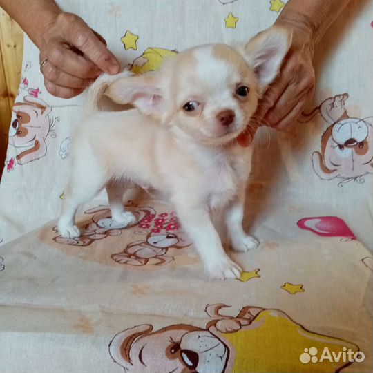 Чихуахуа мальчики и девочки