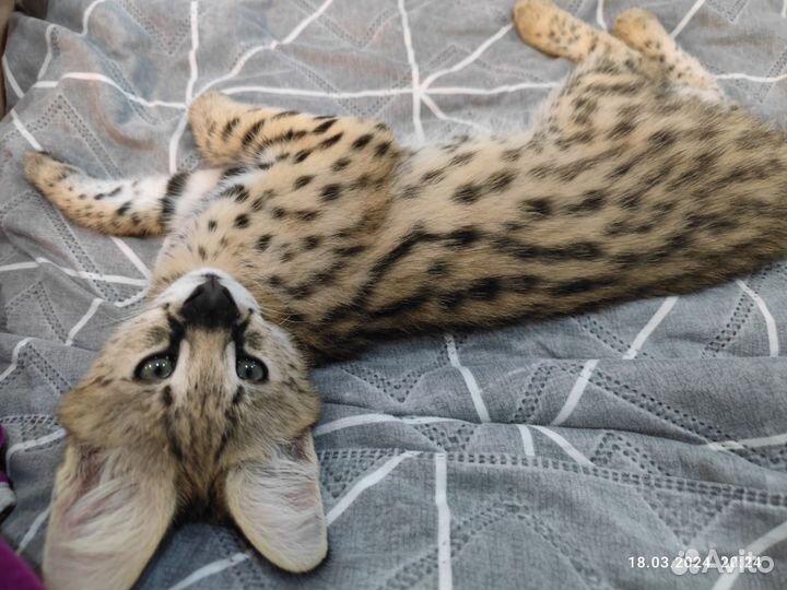 Котята Саванна