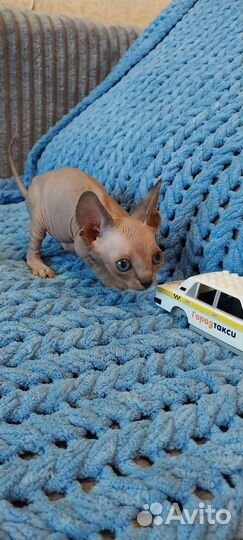 Канадский сфинкс котенок
