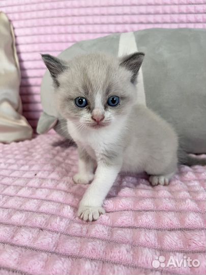 Британские котята