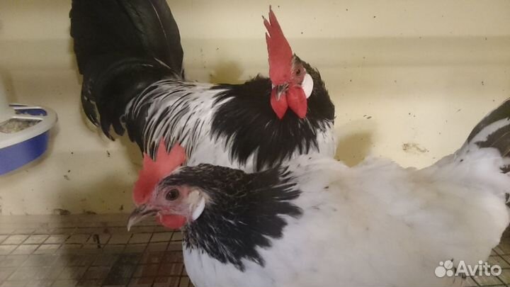 Яйцо породы Лакенфельдер