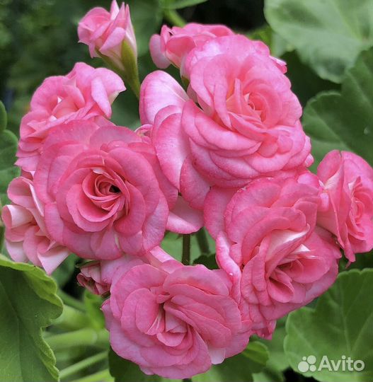 Пеларгония герань сортовая