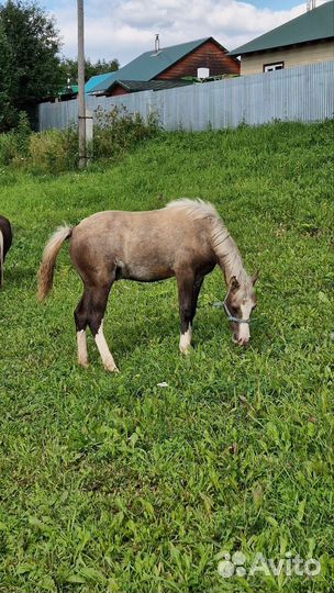 Пони уэльский