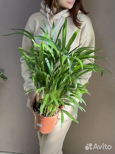 Хризалидокарпус d17