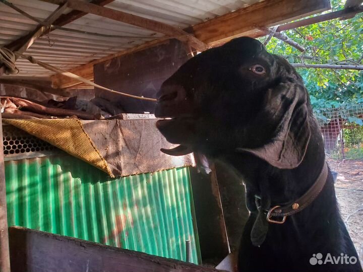 Козочки Козлики Козлы на племя