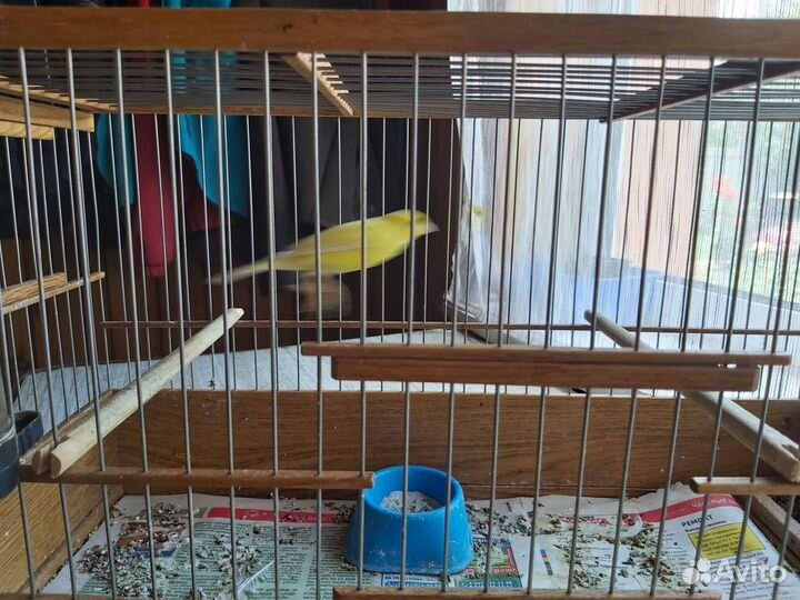 Кенар лимонный