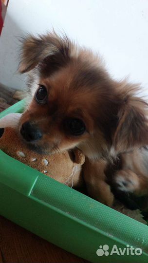 Чихуахуа щенки
