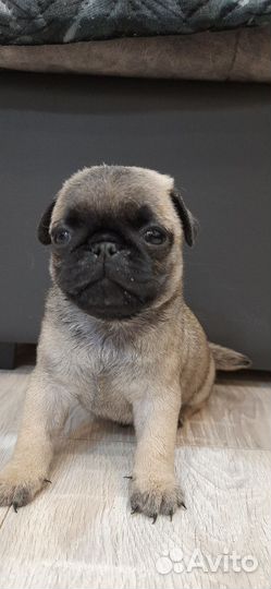 Щенки мопса