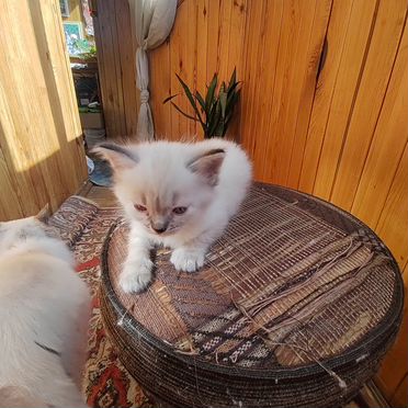 Тайский котёнок