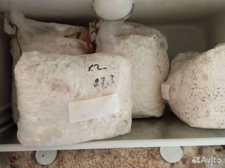 Продам мицелий