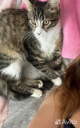 Нужен кот Мейн Кун для вязки