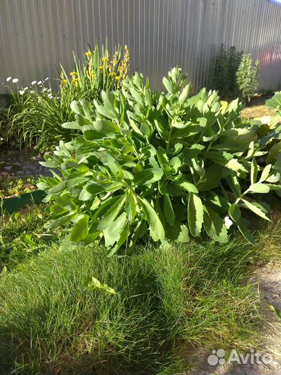 Садовые цветы и растения