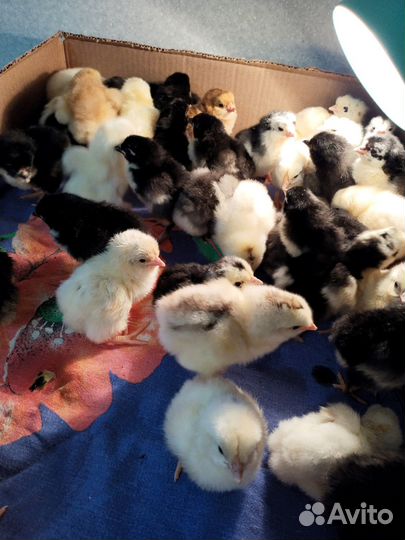 Продаю цыплят
