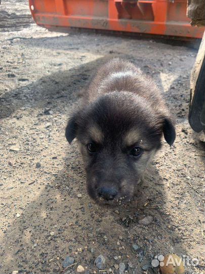 Отдам бесплатно щенки