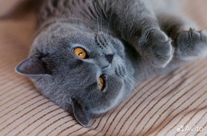 Британский котенок Лида 1,5 месяца (девочка)