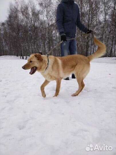 Собака веселая Уна из приюта ищет дом
