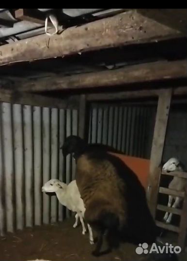 Курдючные бараны овцы