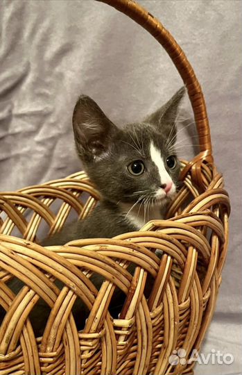 Забавный котенок Кузенька 2 месяца в добрые руки