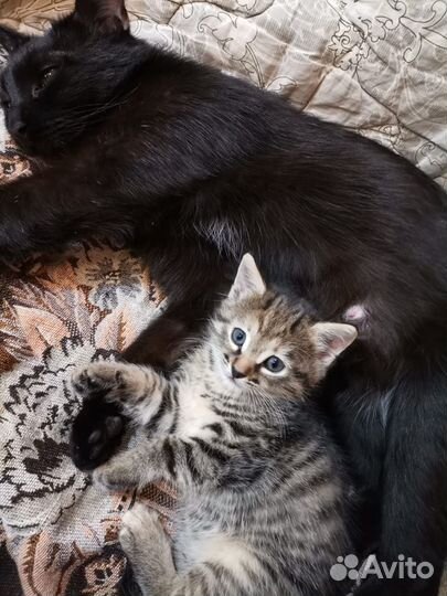 Кошечка тигренок в добрые руки