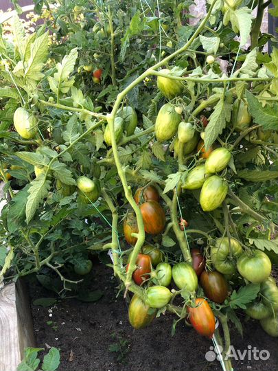 Семена томатов