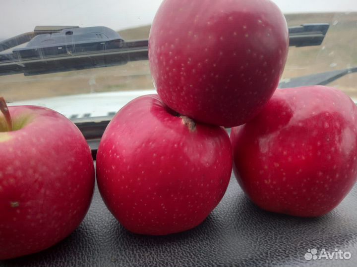 Яблоки Леди Пинк