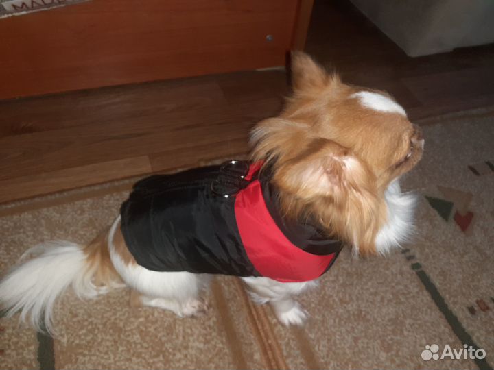 Вязка чихуахуа