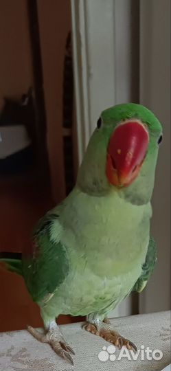 Попугай Александрийский 7 месяцев мальчик