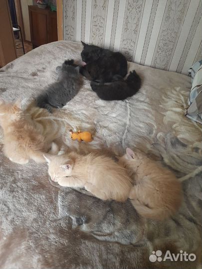 Кошки в добрые руки