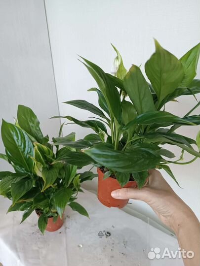 Спатифиллум. Женское счастье