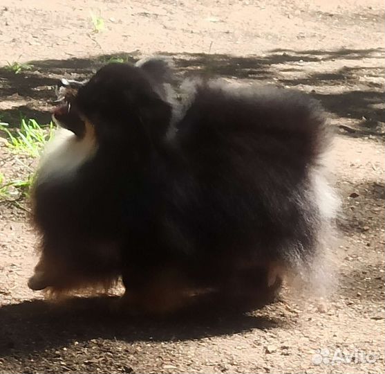 Шпиц девочка 3года