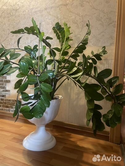 Цветок денежное дерево