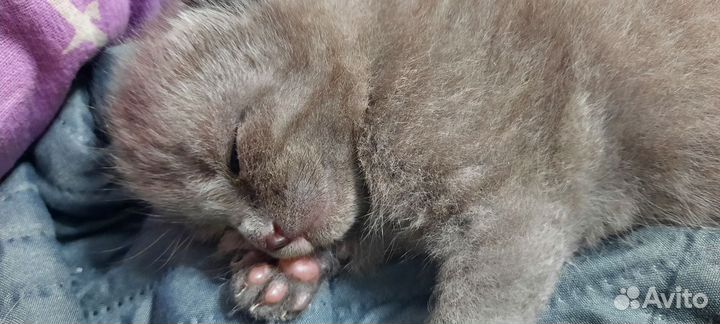 Сиамские котята