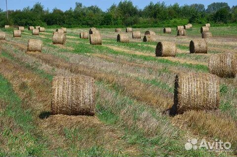 Продам сено в тюках