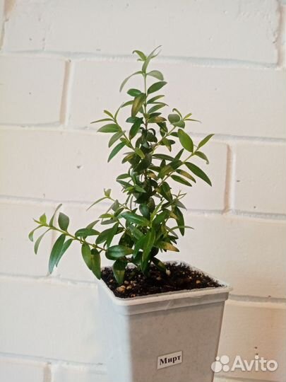 Мирт, комнатное растение