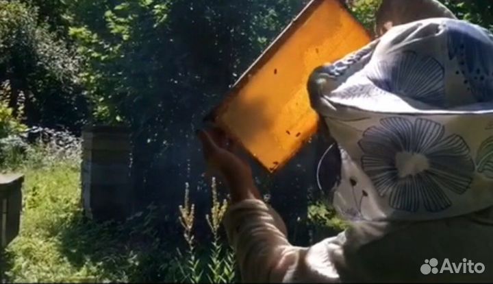 Мёд.семейнаяпасекановиковых.Видео как качаем мёд)