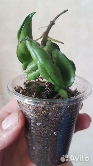 Хоя Компакта