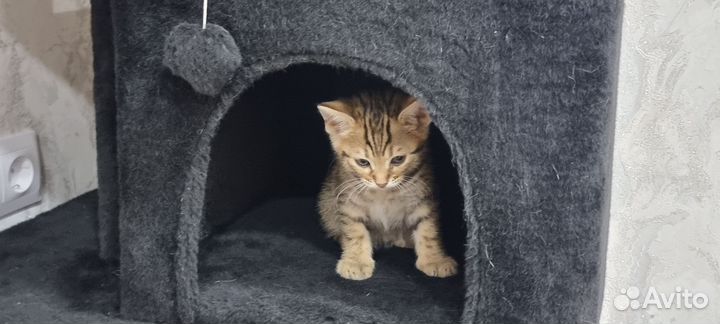 Бенгальские котята