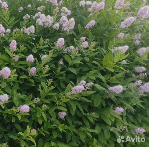 Спирея иволистная