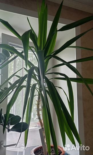 Замиокулькас