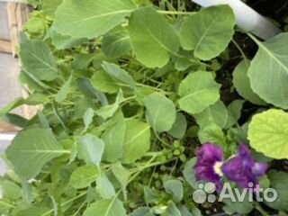 Рассада капусты