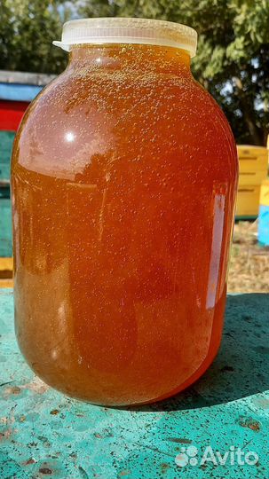 Мёд чёрная горчица,гречка и донник