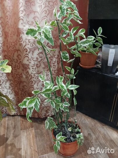 Цветы Педилантус